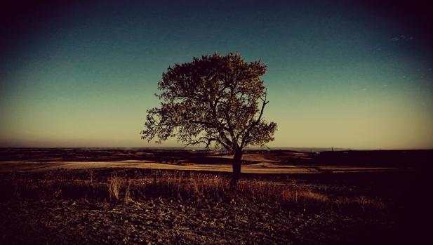 El árbol del ahorcado