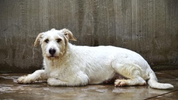 Más de 50 perros abandonados buscarán un hogar en el desfile solidario de la protectora AUPA y Bioparc