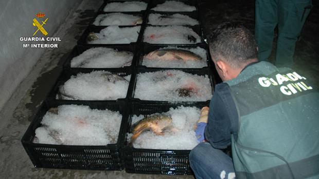 Intervienen en Zaragoza 866 kilos de pescado peligroso para la salud