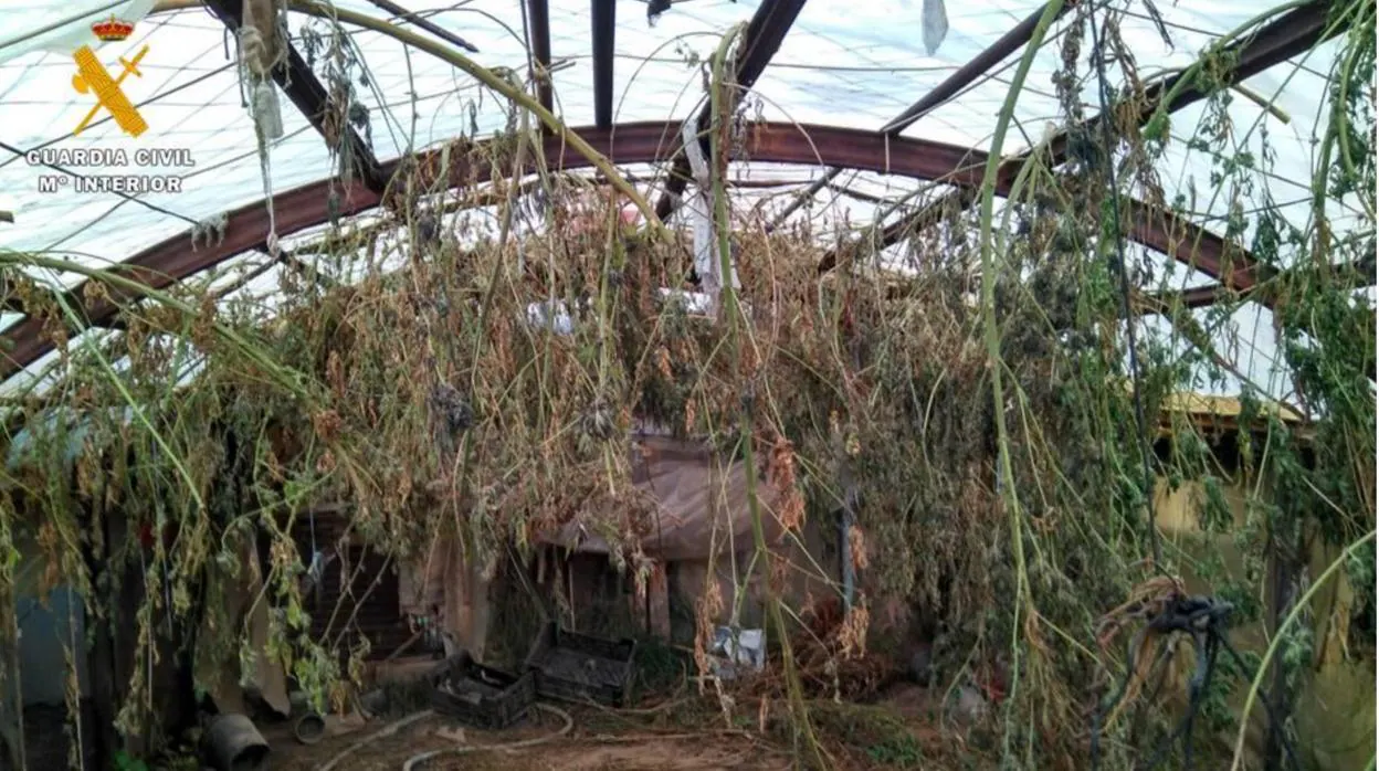 Imagen del invernadero, lleno de plantas de marihuana colgadas para que se secaran