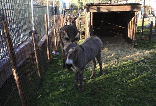 Eurocaja Rural inaugura su tradicional belén con animales, que cumple 33 años