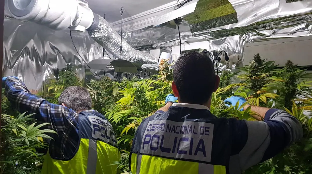 Plantación «indoor» de marihuana en el barrio de Tránsits de Valencia