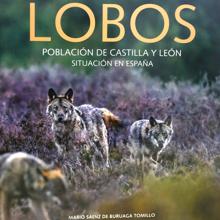 Los lobos aumentan un 20 por ciento en la última década en Castilla y León