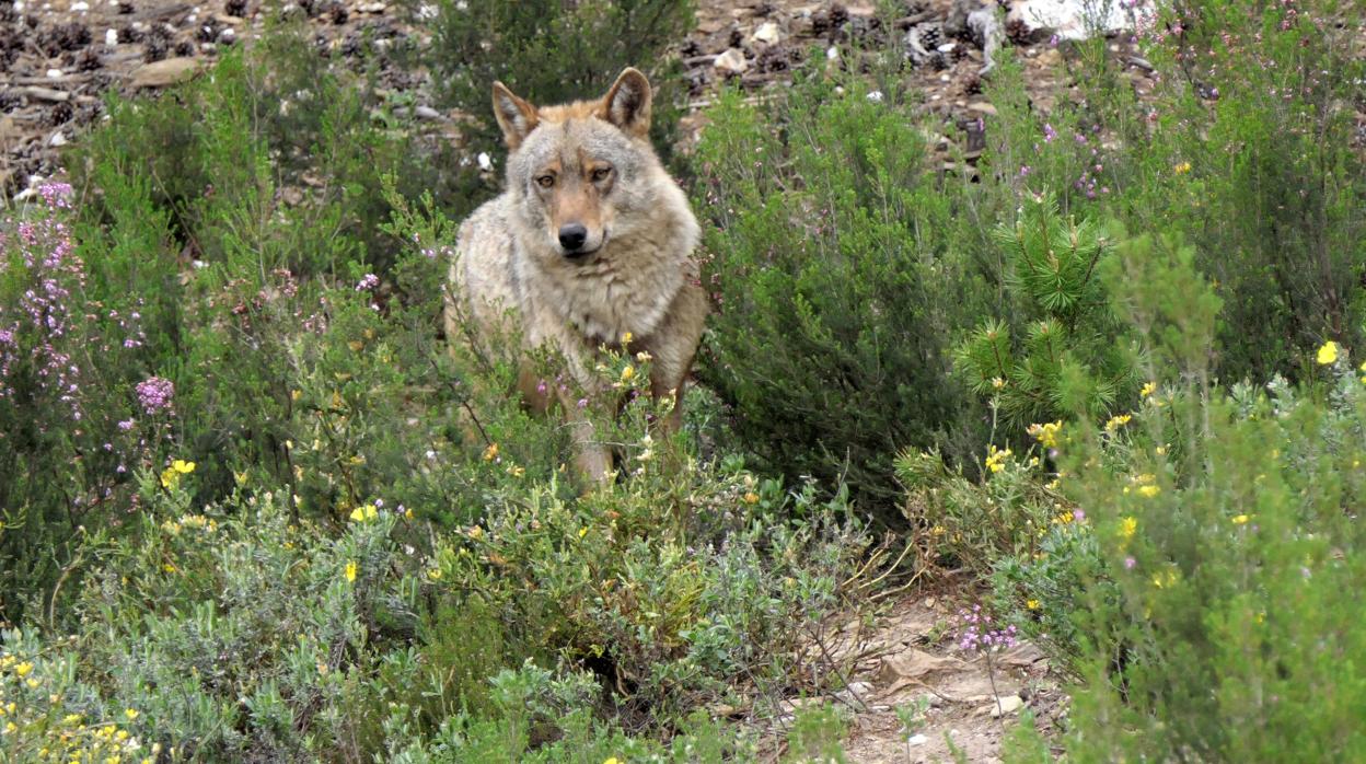 Los lobos aumentan un 20 por ciento en la última década en Castilla y León