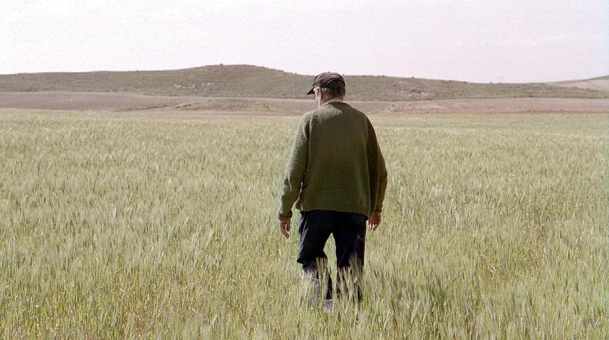 Un agricultor camina por su campo sembrado de trigo