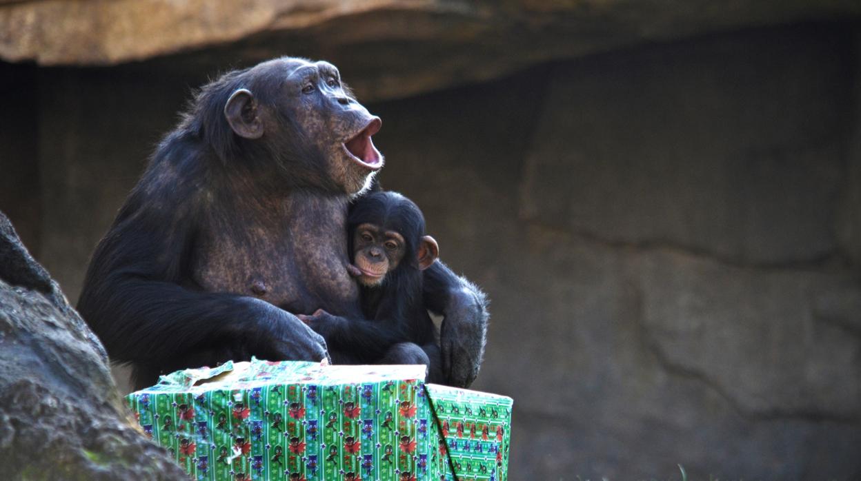Los chimpancés Noelia y Coco abren su regalo