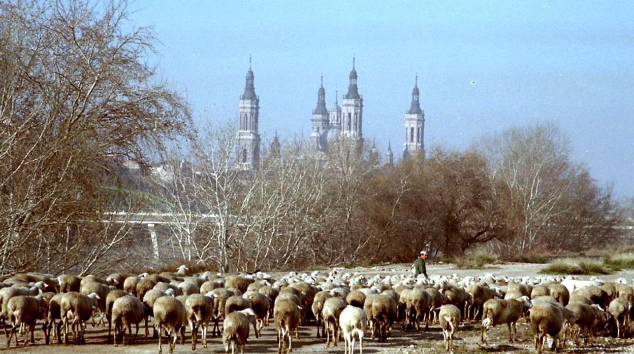 Una antigua imagen de un rebaño de ovejas pastando cerca de la zaragozana Basílica del Pilar