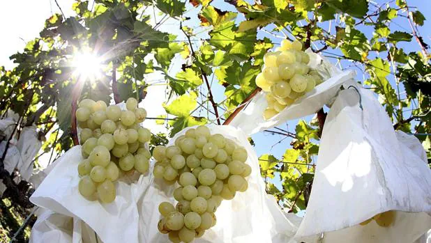 El origen de los dos millones de uvas que se comerán los españoles en Nochevieja