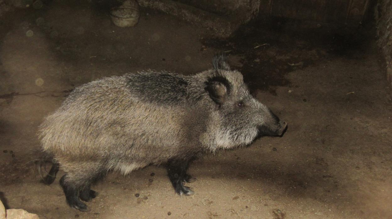 El jabalí encontrado en cautividad en un pueblo de Soria