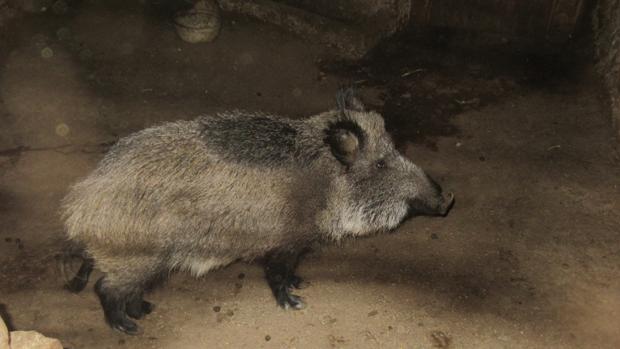 Localizan en un corral de un pueblo de Soria a un jabalí criado en cautividad