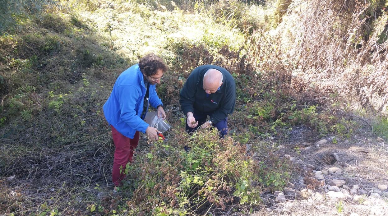 Dos operarios realizan la prospección de una planta silvestre de lúpulo