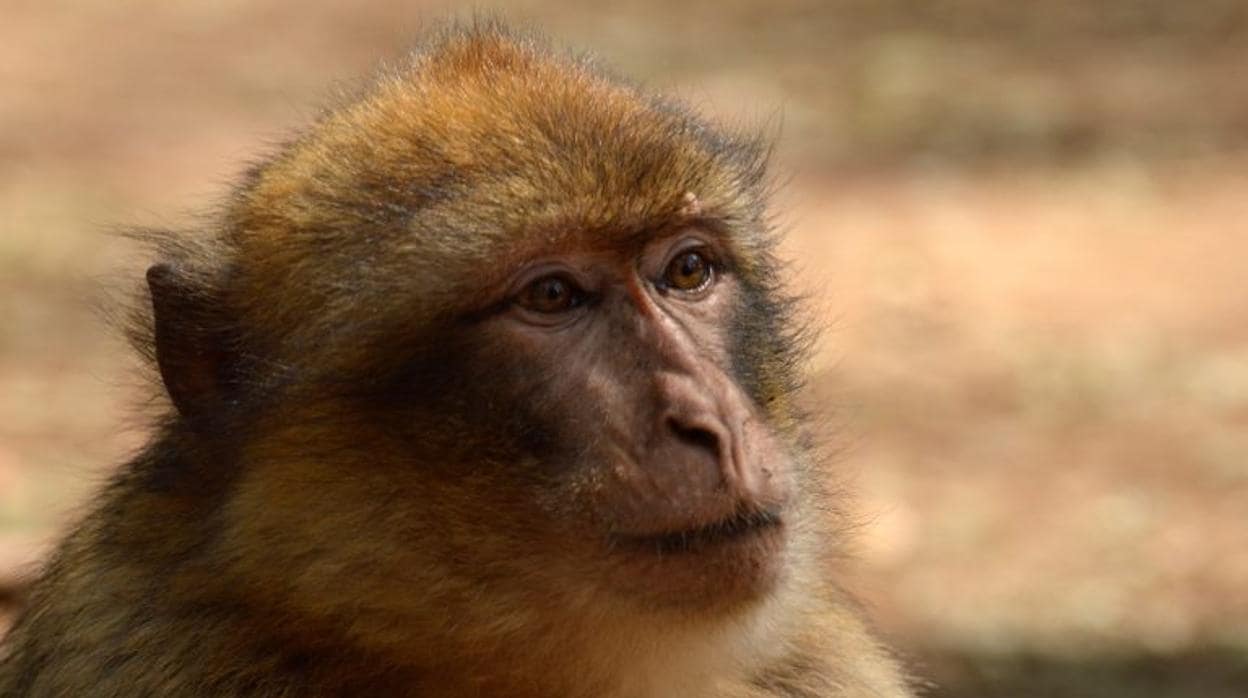 Ejemplar de macaco de Berbería