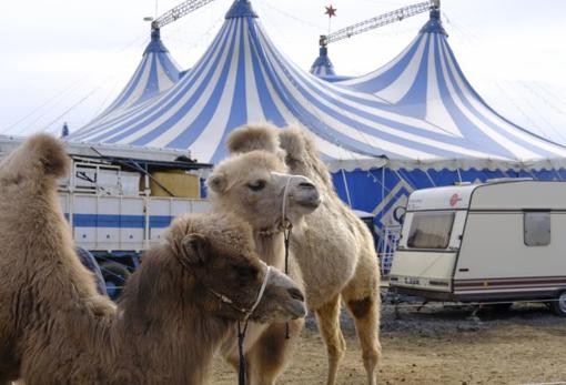 Los dos camellos del Circo Quirós