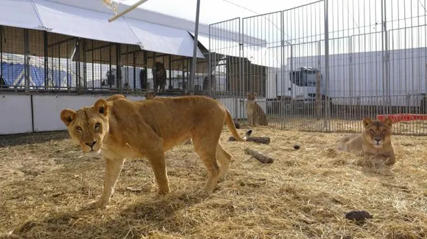 Carmena aprueba este mes prohibir los circos con animales salvajes