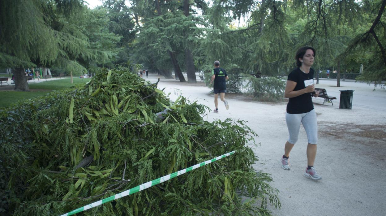 Una rama, en el suelo del parque de El Retiro