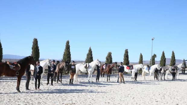 Puy du Fou, al galope