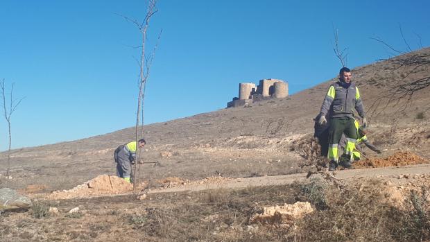 Comienza en Consuegra la plantación de árboles entre la cantera y el vertedero