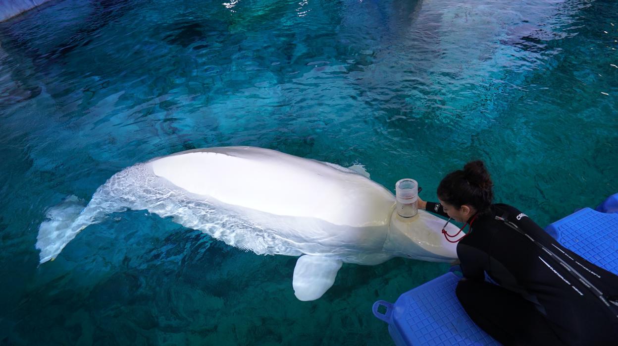 Una investigadora del Oceanográfic realiza una espirometria a un beluga