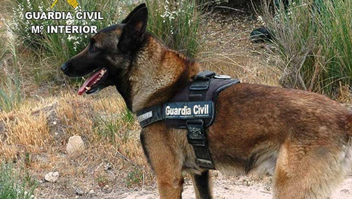 Nueve organizaciones piden una unidad canina de lucha contra el veneno en Toledo