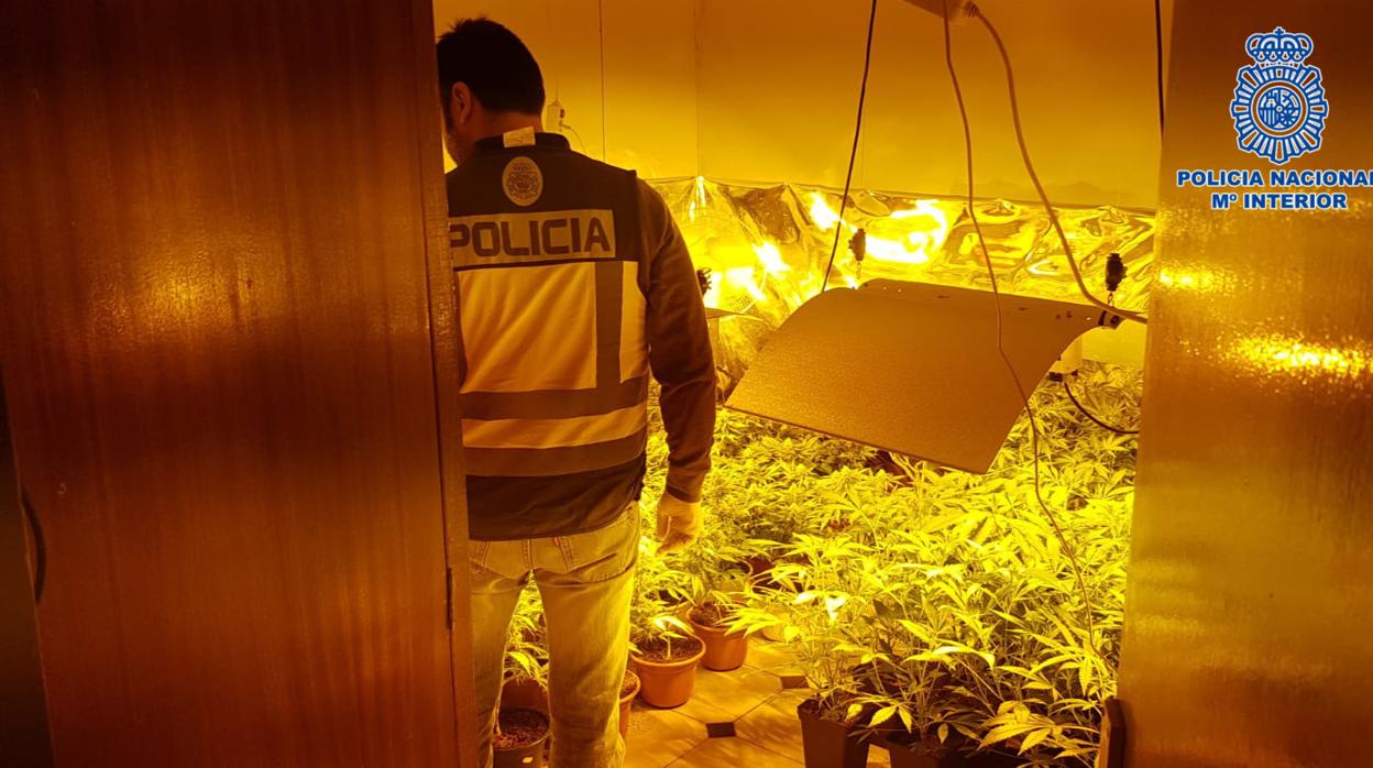 Un policía en la plantación de marihuana