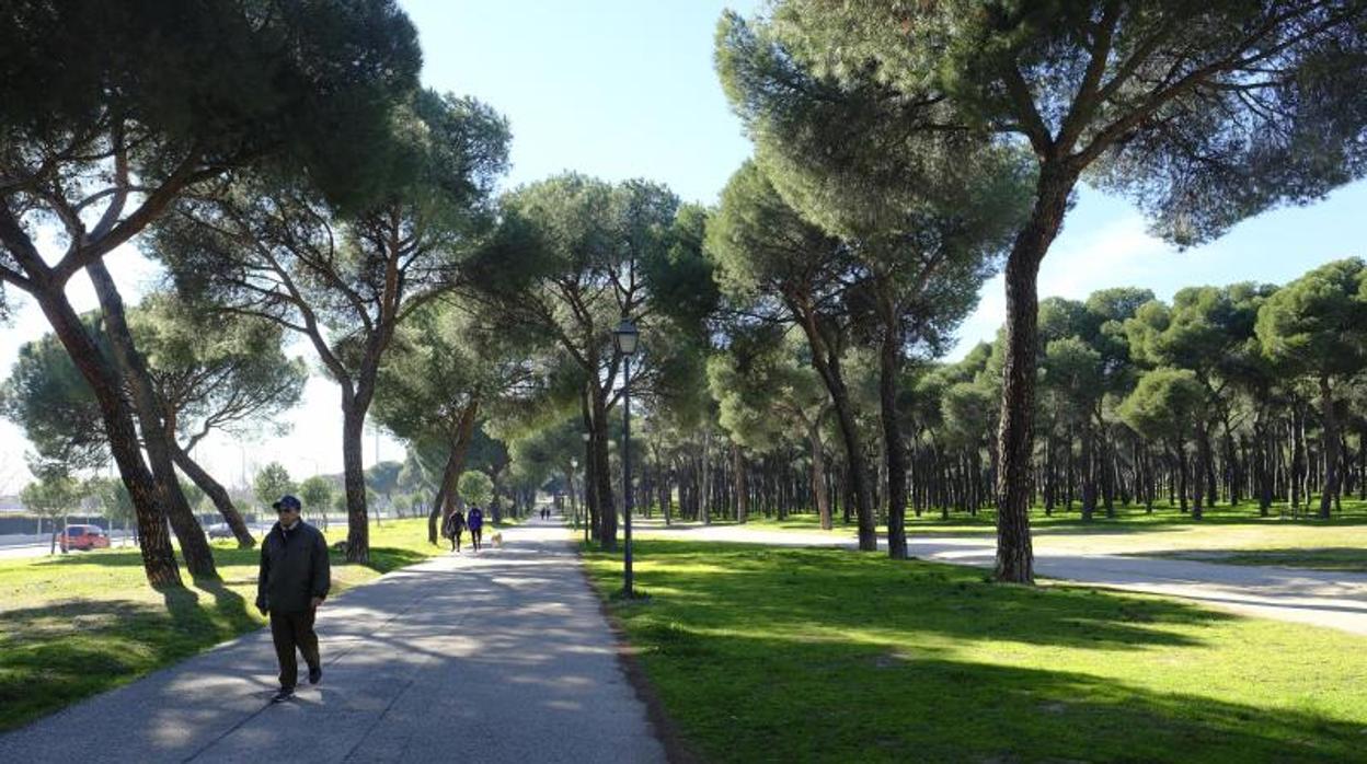 El pinar de San José, con 27 hectáreas abarca los distritos de Latina y Carabanchel