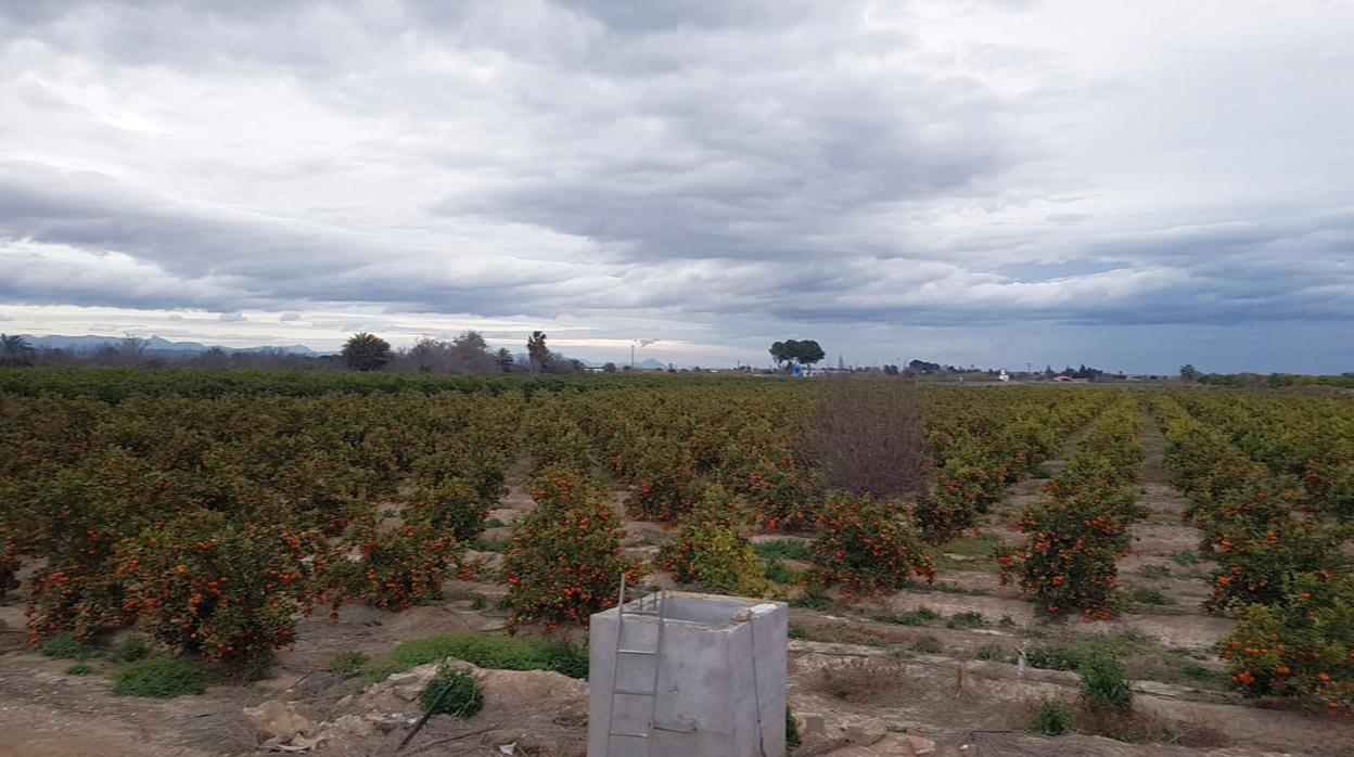 Campos de cultivo de cítricos en la provincia de Alicante