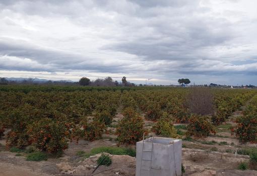 Campos de cultivo de cítricos en la provincia de Alicante