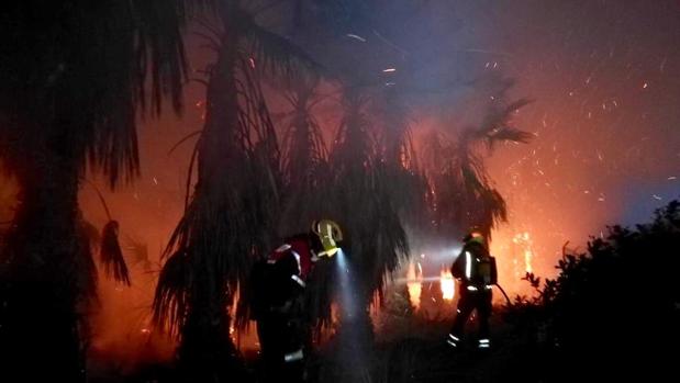 Un incendio calcina 400 palmeras en Elche