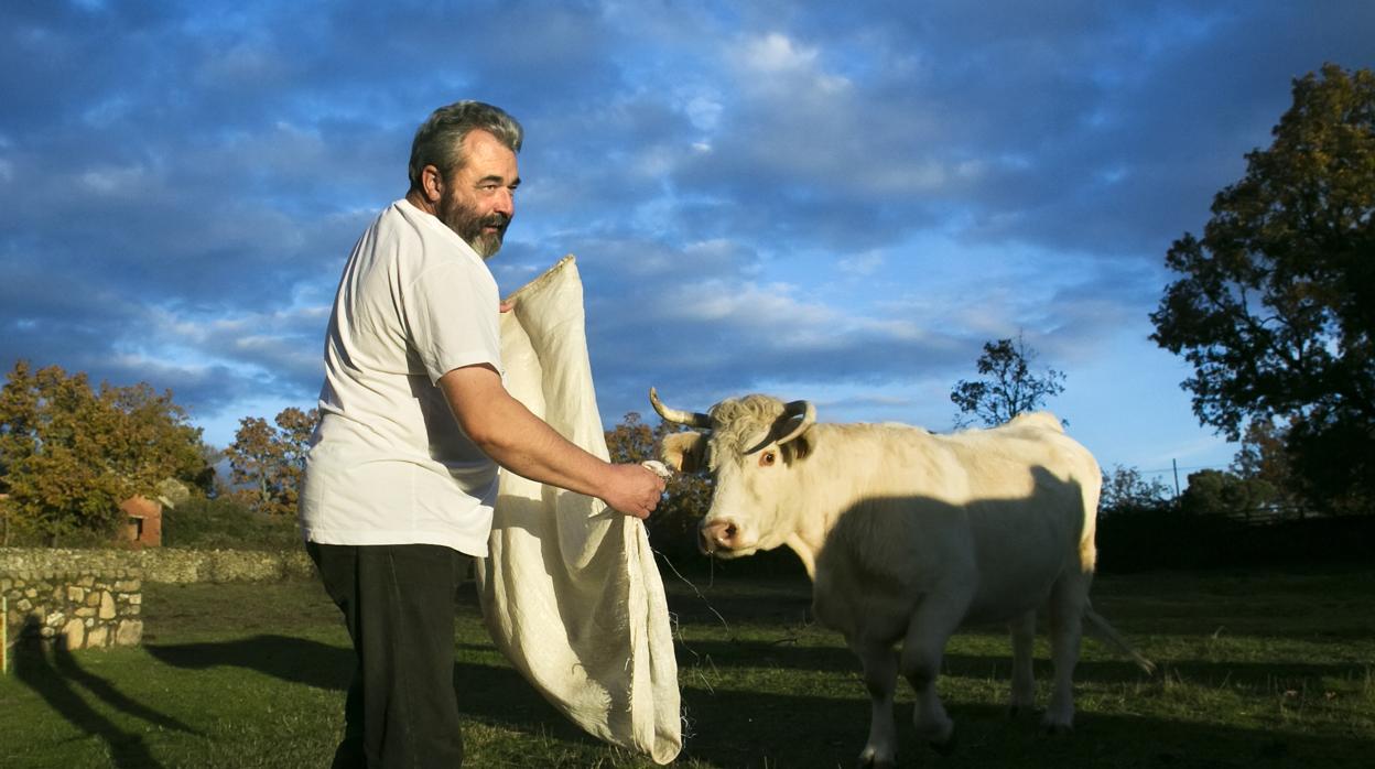 José Pinto con una de sus vacas