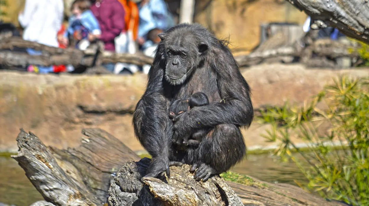 La hembra chimpancé con sus dos bebés recién nacidos en Bioparc Valencia