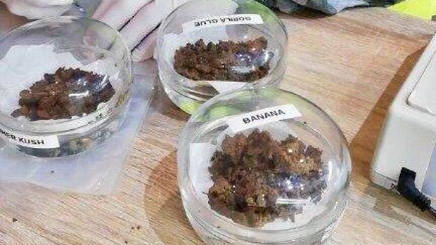 Droga ilegal en un club de cannabis: la escondían en la bombona de butano y salía de una trampilla del suelo