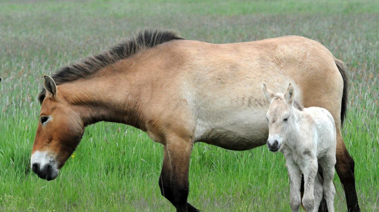 Caballos salvajes