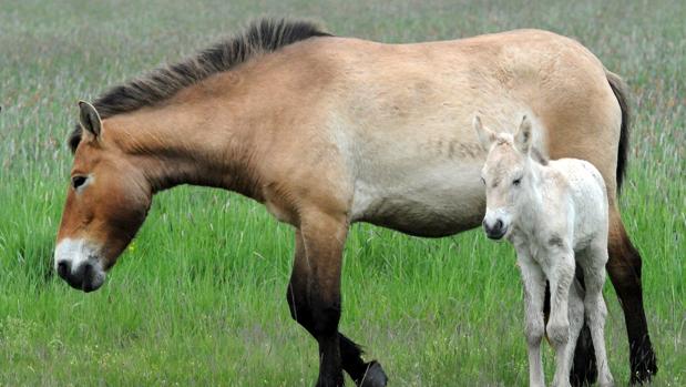 Golpean brutalmente con estacas a cuatro caballos en las proximidades de un colegio