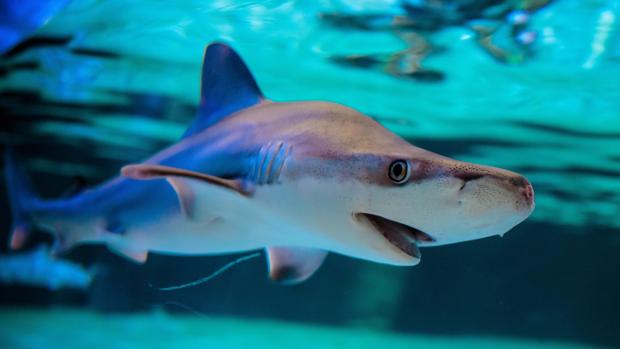 El Oceanogràfic de Valencia se consolida como el acuario con mayor número de tiburones de Europa