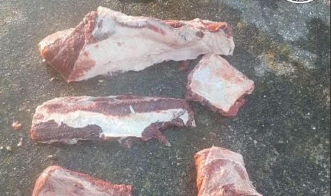 Hallan carne de delfín destinada al consumo humano que arrojó al mar un barco en Vizcaya