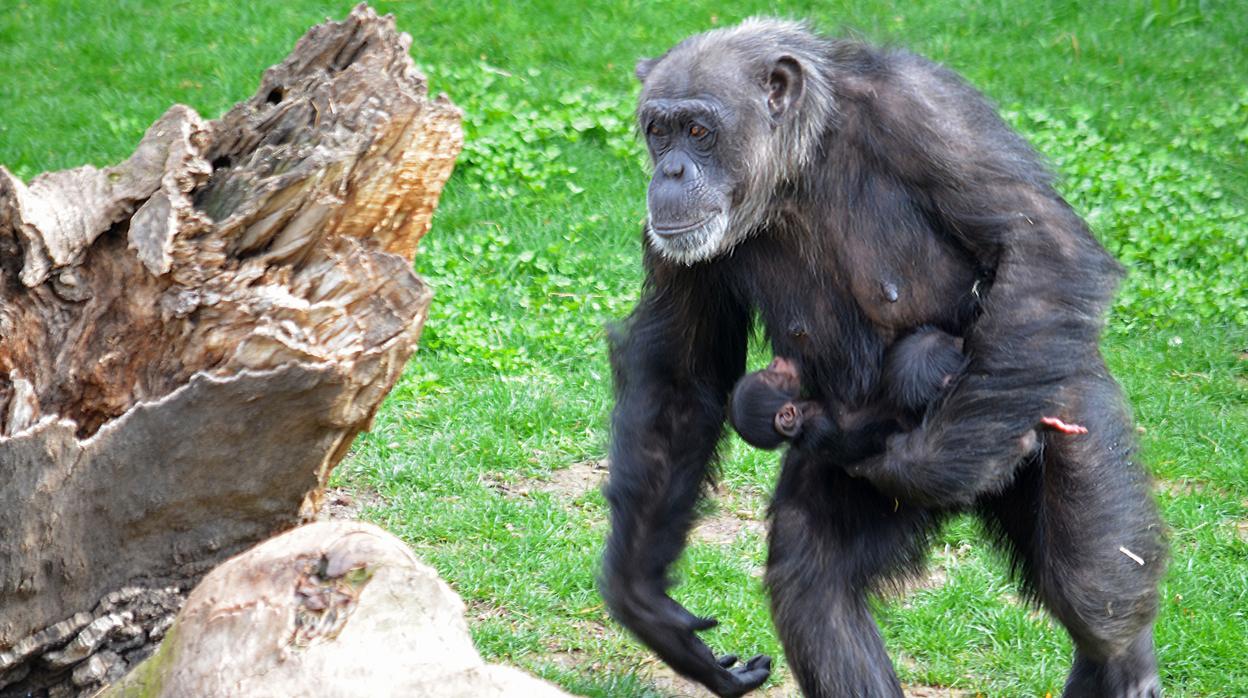 La hembra con sus dos crías en Bioparc