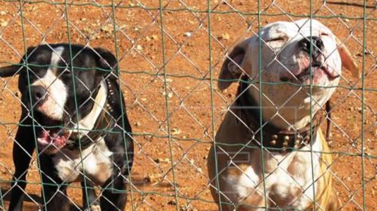 Dos perros de presa intervenidos, en una imagen de la Guardia Civil