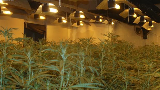 La Policía desmantela un cultivo ilegal de marihuana en una nave industrial de Toledo