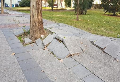 En la imagen, el estado de la acera en una de las grandes arterias del distrito, Antonio Leyva. Las raíces del árbol han desplazado los baldosines en este tramo