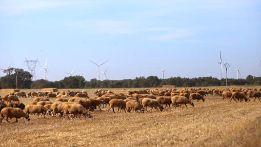 Rebaño de ovejas en la localidad vallisoletana de La Mudarra