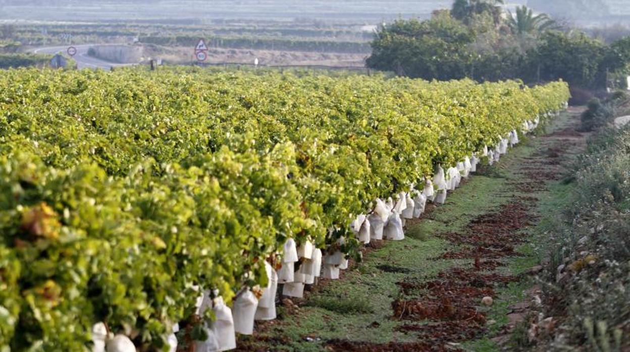Campos cultivados con uva embolsada del Vinalopó