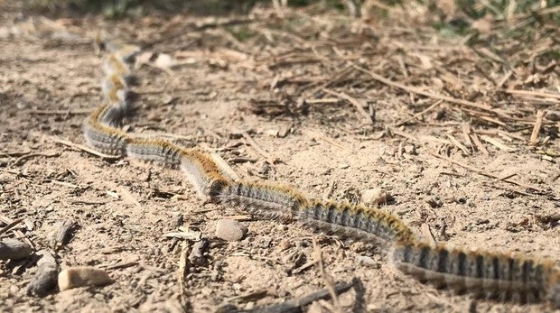 Plaga de orugas en Madrid: zonas afectadas y consejos para evitar las picaduras