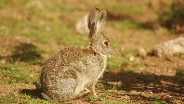 Castilla-La Mancha declara comarca de emergencia cinegética por daños de conejo en 287 municipios