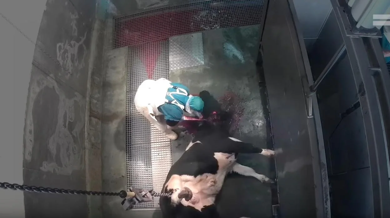 La industria cárnica muestra su rechazo ante el maltrato de animales en un matadero de Ávila
