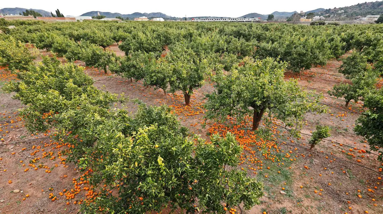 Imagen de un campo de naranjas en Valencia con los frutos tirados en el suelo por los bajos precios de esta campaña