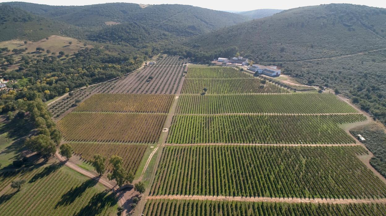 Vista aérea de los viñedos de la finca Dehesa del Carrizal, con la bodega al fondo