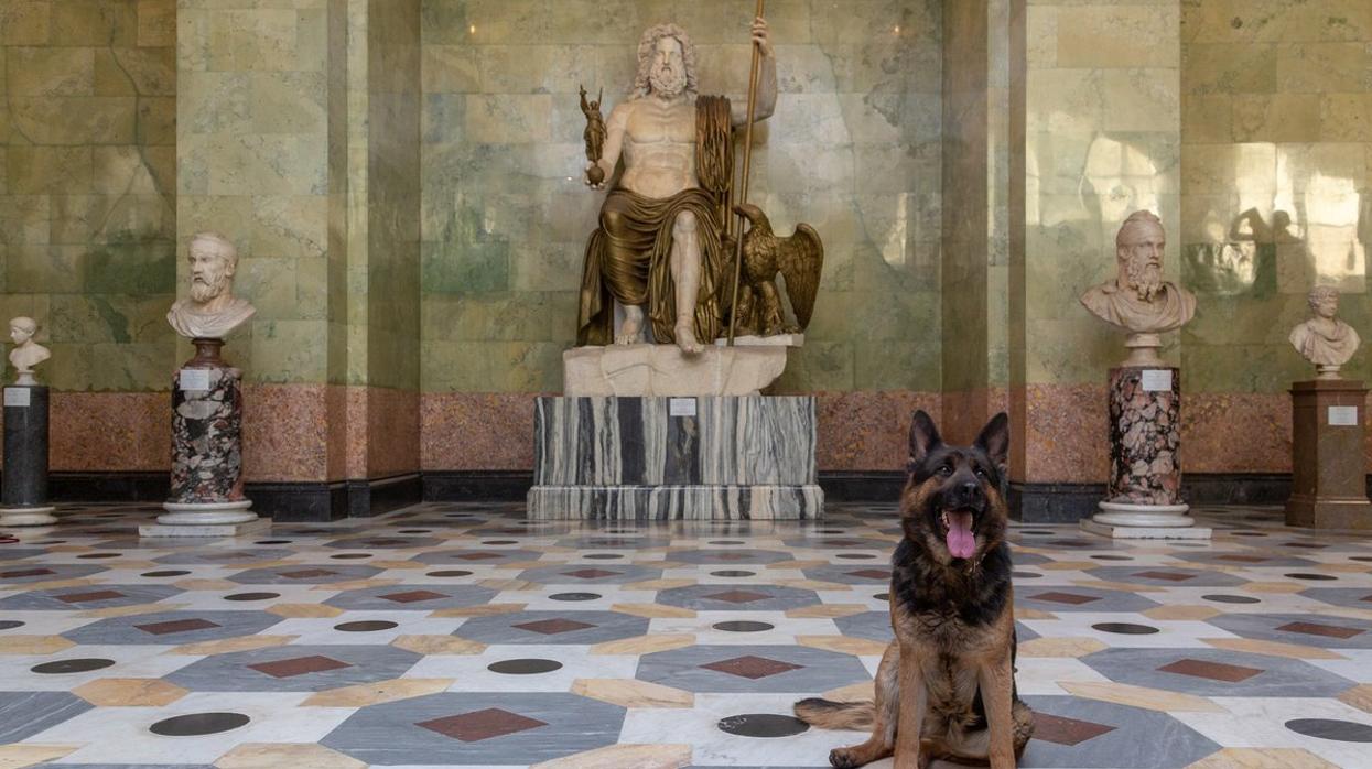 Un perro de vigilancia en el Museo Hermitage en San Petesburgo esta Semana Santa