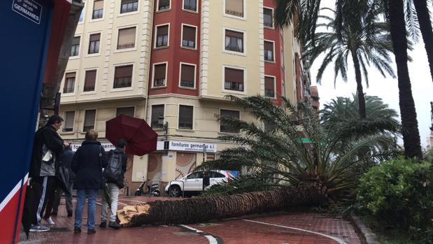 El temporal en Valencia obliga a suspender actos políticos y a cerrar parques y puertos