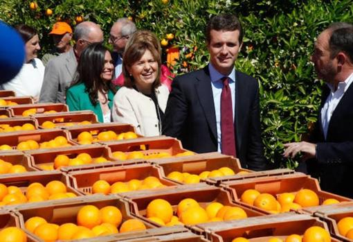 Imagen de Pablo Casado tomada durante la visita a un campo de naranjas en Valencia