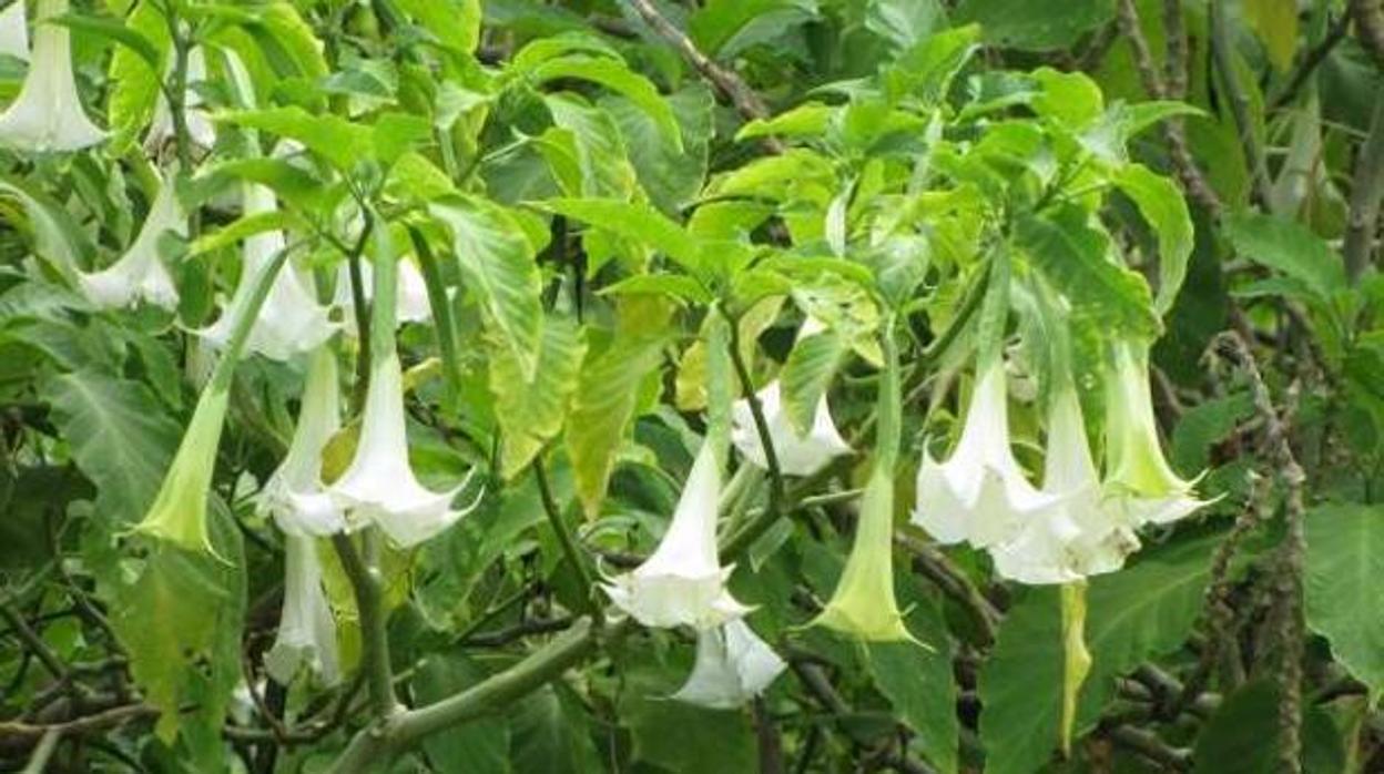 Planta de la que se extrae la burundanga